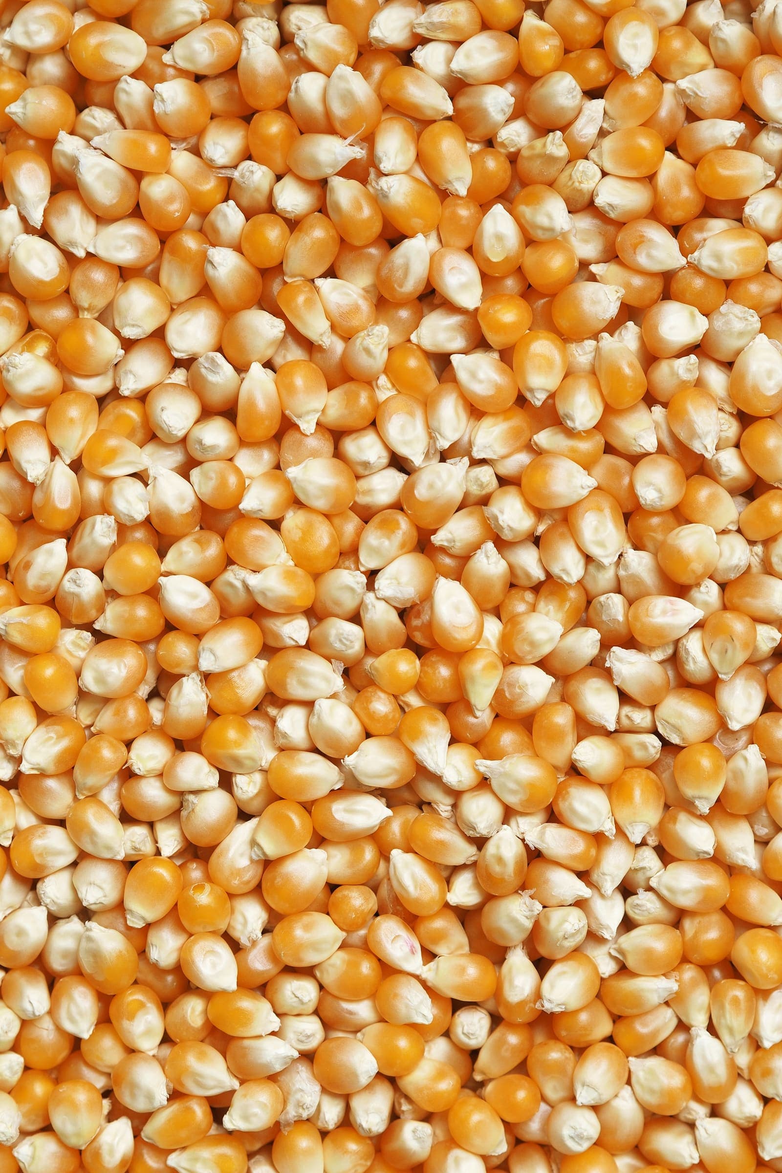 Grains de maïs séchés
