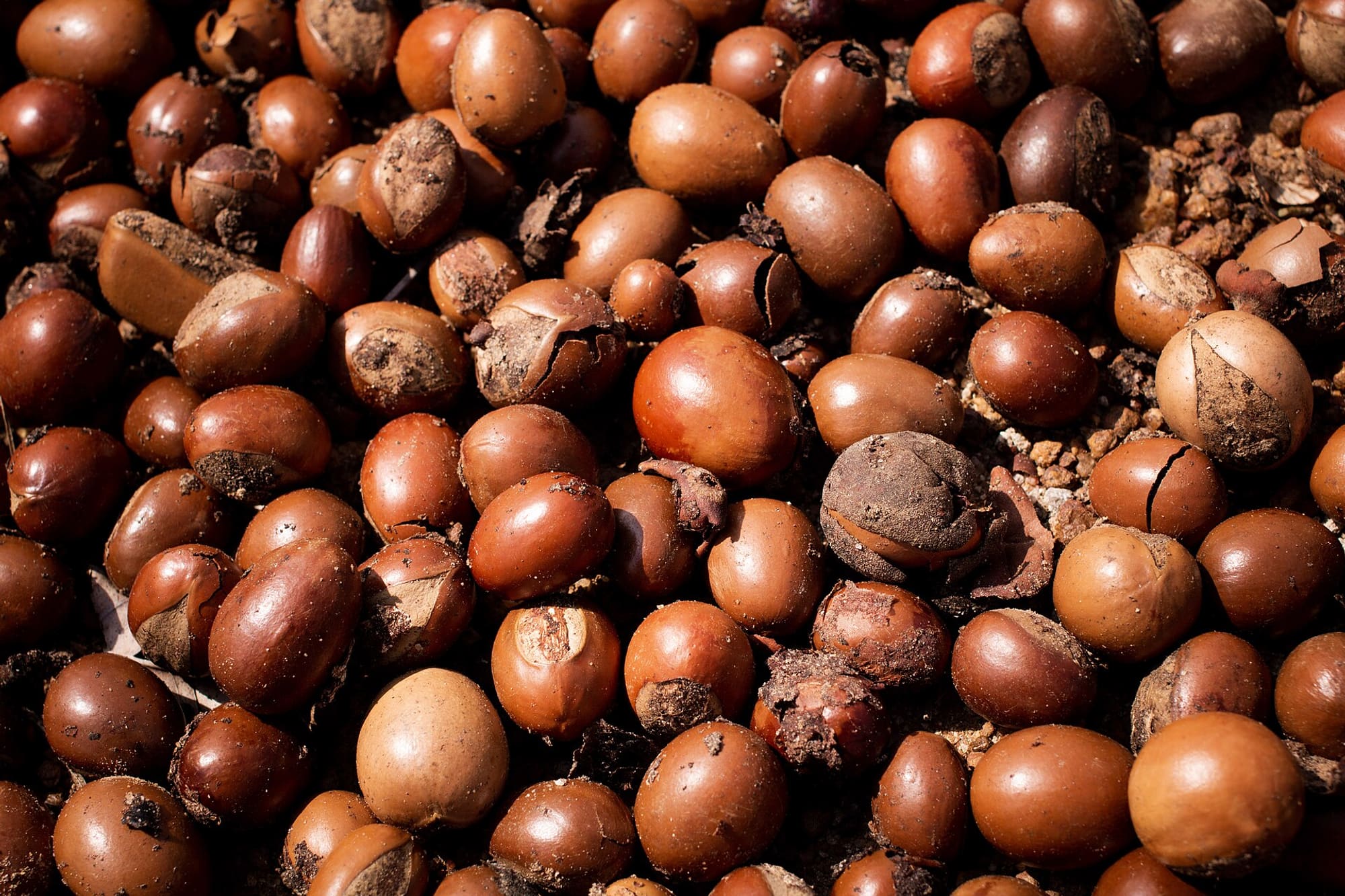 Noix de karité séchées