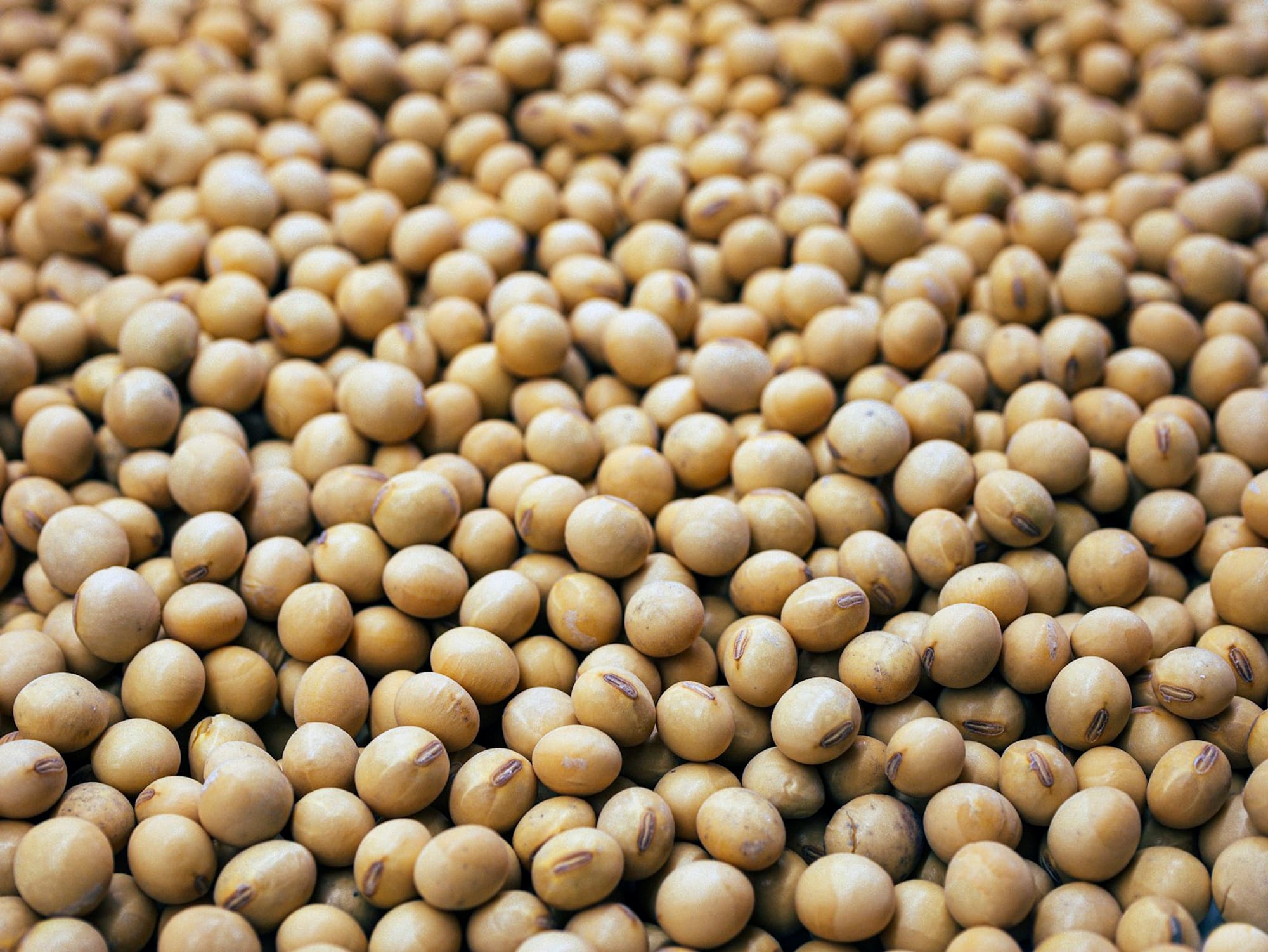 Graines de soja