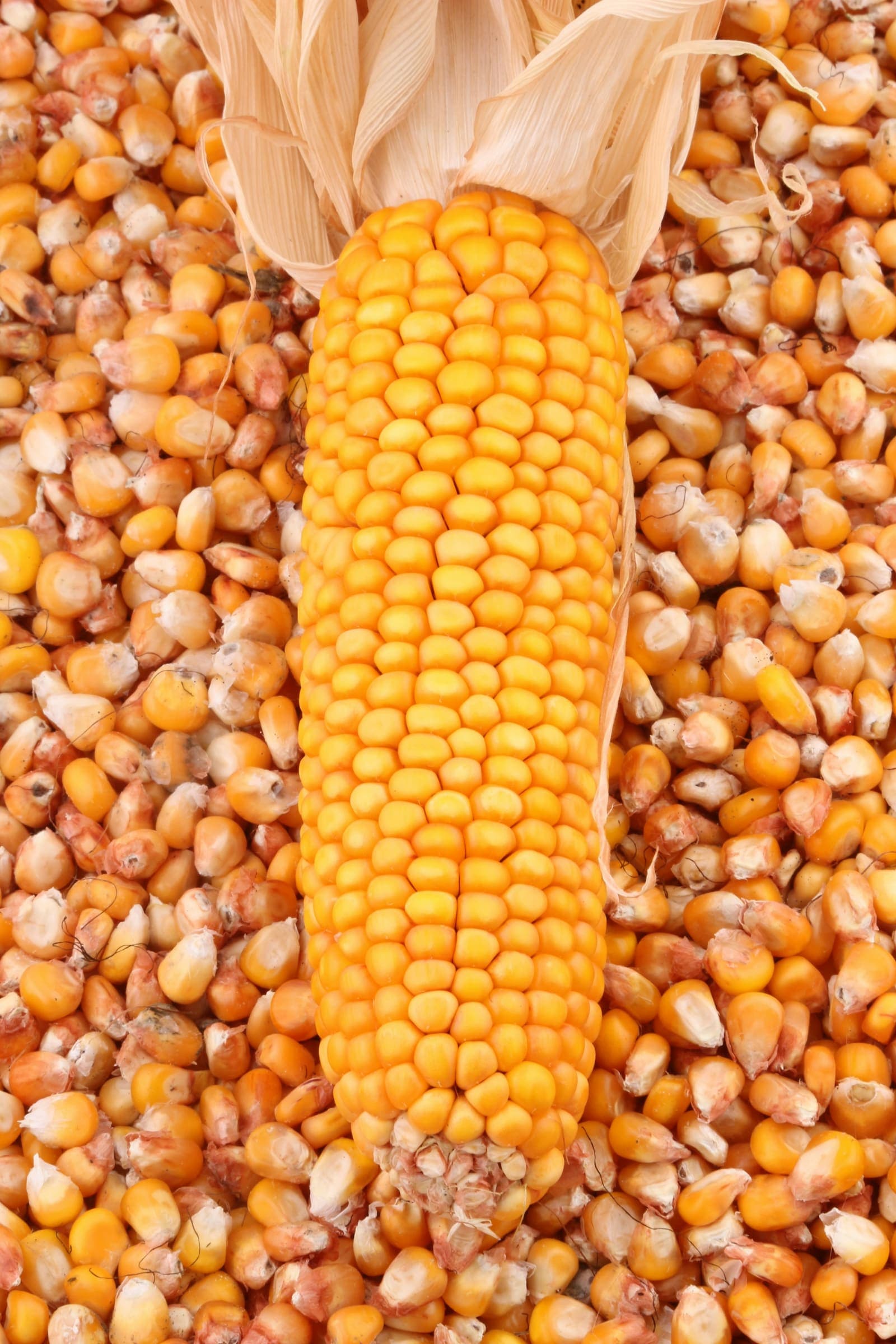 Épi et grains de maïs